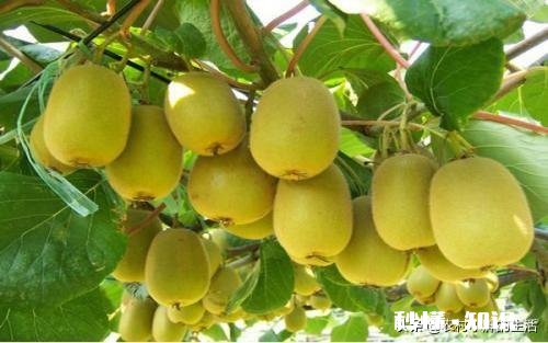 家里种的五亩徐香猕猴桃马上就要成熟了，通过什么渠道可以在网上卖出去