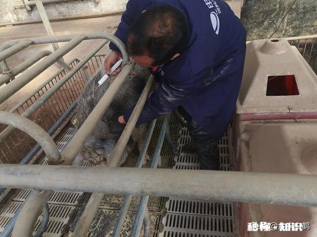 山地建养猪场每年收租多少钱一亩合适