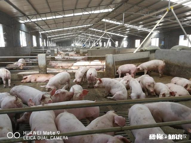 山地建养猪场每年收租多少钱一亩合适