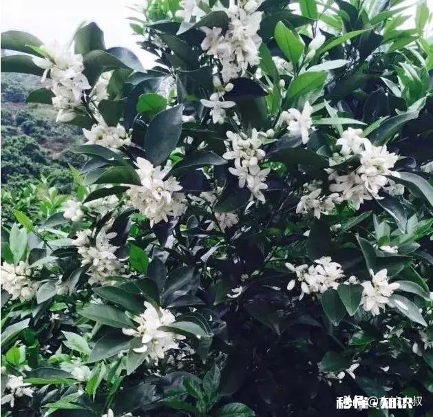 山地建养猪场每年收租多少钱一亩合适