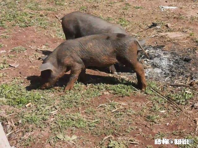 山地建养猪场每年收租多少钱一亩合适