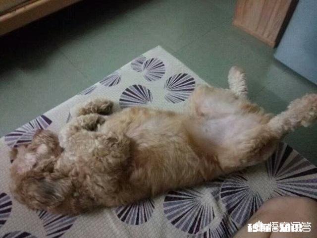 20万一晚的别墅都是些什么人住