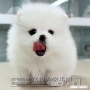 有没有适合狗狗视频的背景音乐可以推荐