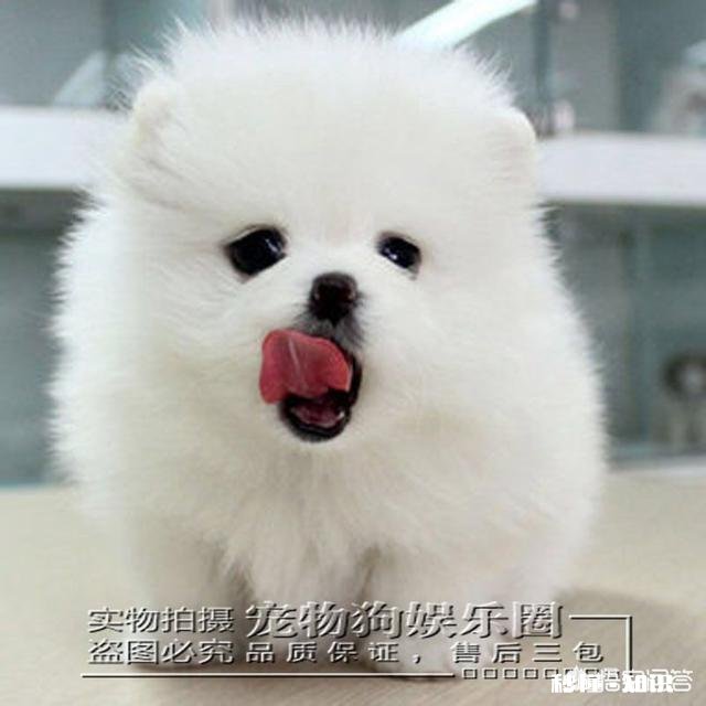 有没有适合狗狗视频的背景音乐可以推荐