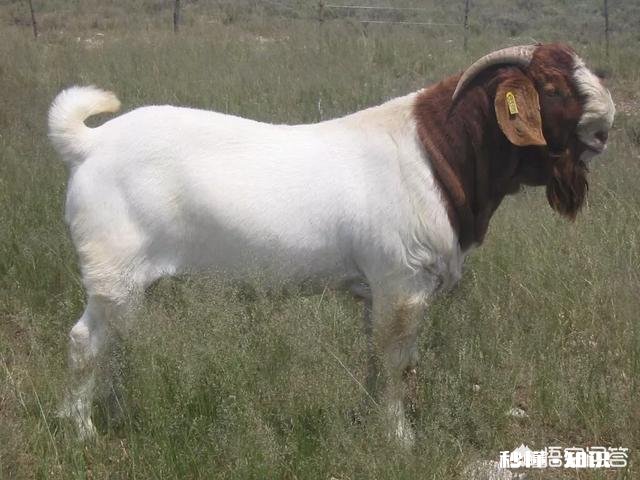 部分羊得胸膜性肺炎，全群是先打疫苗还是先用药控制，用什么药，急，在线等，谢谢