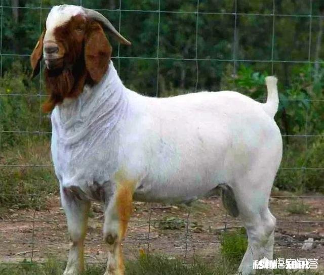 部分羊得胸膜性肺炎，全群是先打疫苗还是先用药控制，用什么药，急，在线等，谢谢