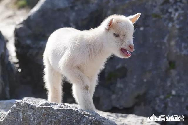部分羊得胸膜性肺炎，全群是先打疫苗还是先用药控制，用什么药，急，在线等，谢谢