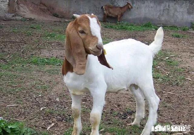 部分羊得胸膜性肺炎，全群是先打疫苗还是先用药控制，用什么药，急，在线等，谢谢