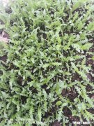 营改增之后，为什么建筑劳务走“清包工合同”最为合算