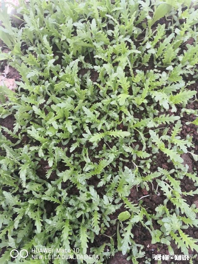 营改增之后，为什么建筑劳务走“清包工合同”最为合算