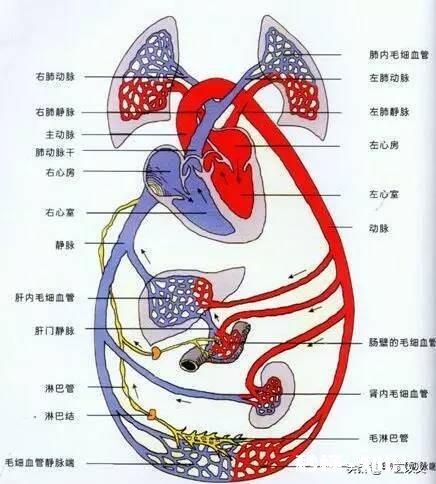 肝癌术后患者很容易复发吗