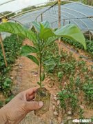 种什么果树能用红土或者红土能种什么果树还是需要混搭其他土质还请赐教