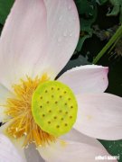 老公跟婆婆的姓，却要求孩子跟公公的姓，这样的情况该怎么办