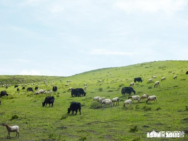 自驾去甘南，路况如何带老人行吗