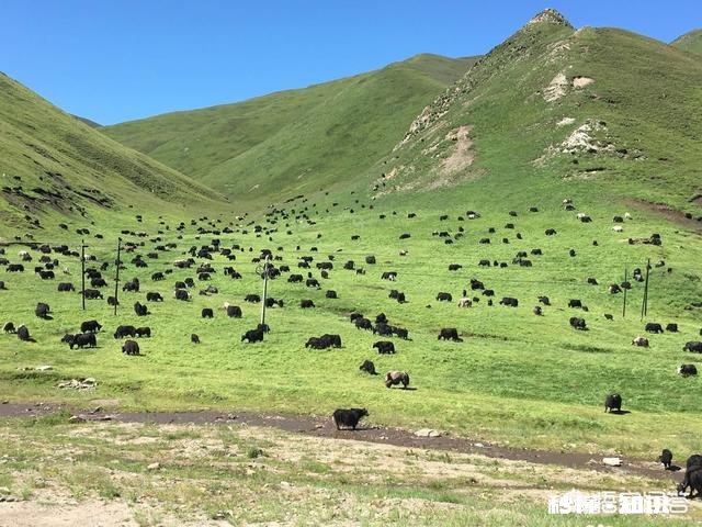 自驾去甘南，路况如何带老人行吗
