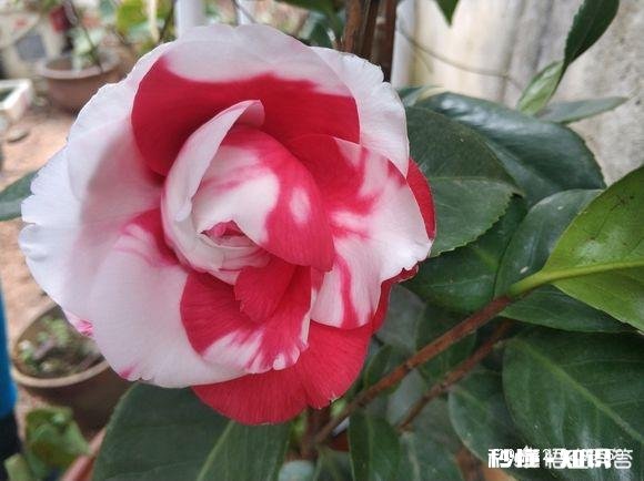 茶花是否适合在卧室摆放