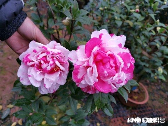 茶花是否适合在卧室摆放