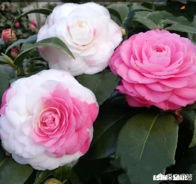 茶花是否适合在卧室摆放