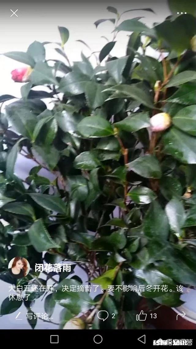 茶花是否适合在卧室摆放