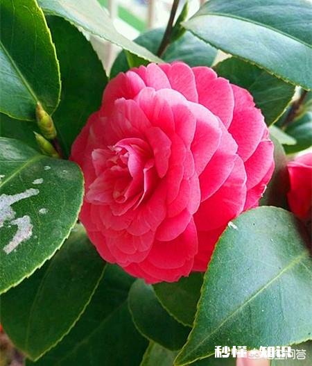 茶花是否适合在卧室摆放