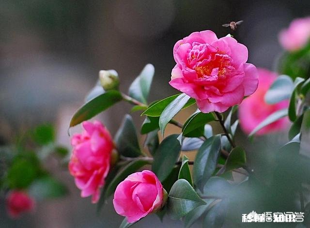 茶花是否适合在卧室摆放