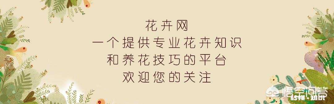 茶花是否适合在卧室摆放