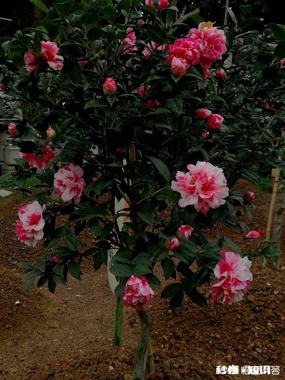 茶花是否适合在卧室摆放