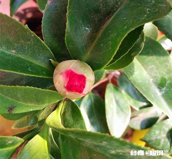 茶花是否适合在卧室摆放