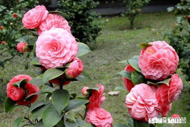 茶花是否适合在卧室摆放