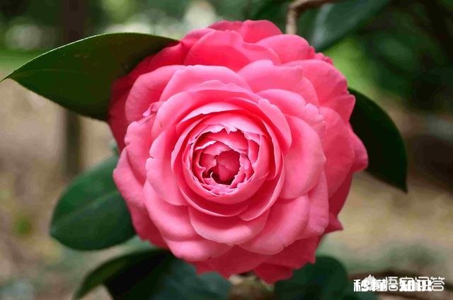 茶花是否适合在卧室摆放