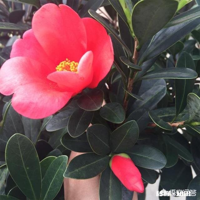 茶花是否适合在卧室摆放