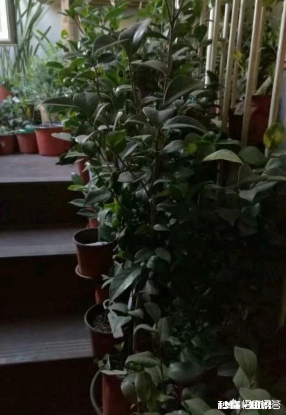 茶花是否适合在卧室摆放