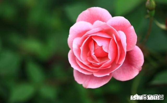 茶花是否适合在卧室摆放