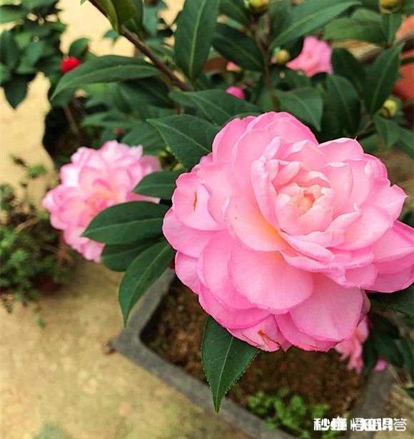 茶花是否适合在卧室摆放