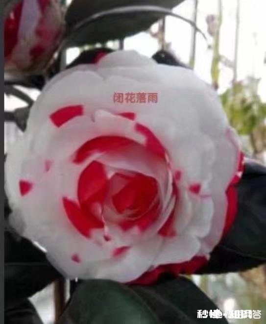 茶花是否适合在卧室摆放