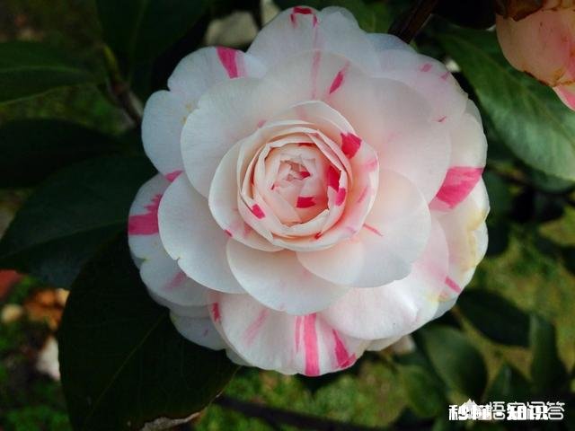 茶花是否适合在卧室摆放