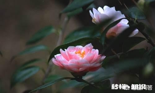 茶花是否适合在卧室摆放