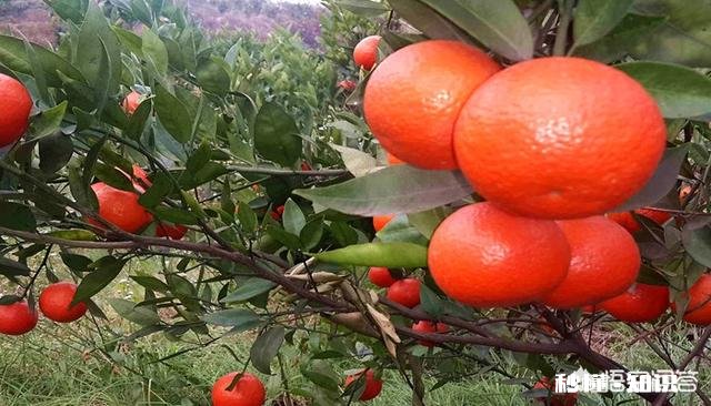 晚熟柑橘如何留树保鲜怎样在保存品质的情况下增加收益