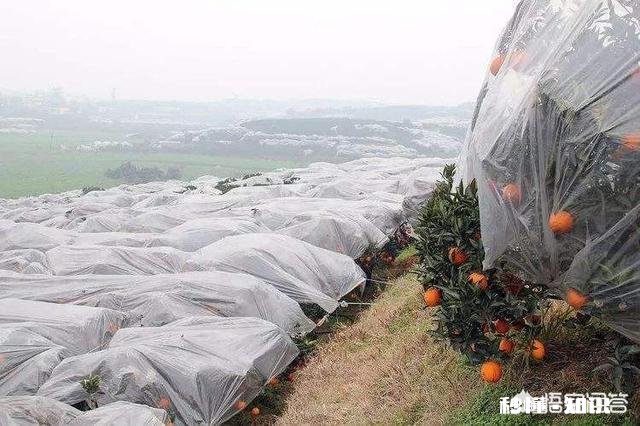 晚熟柑橘如何留树保鲜怎样在保存品质的情况下增加收益