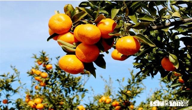 晚熟柑橘如何留树保鲜怎样在保存品质的情况下增加收益