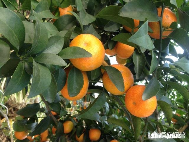 晚熟柑橘如何留树保鲜怎样在保存品质的情况下增加收益