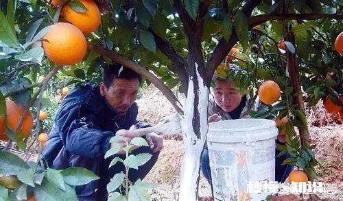 晚熟柑橘如何留树保鲜怎样在保存品质的情况下增加收益