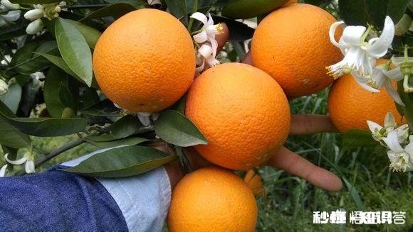 晚熟柑橘如何留树保鲜怎样在保存品质的情况下增加收益