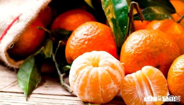 晚熟柑橘如何留树保鲜怎样在保存品质的情况下增加收益