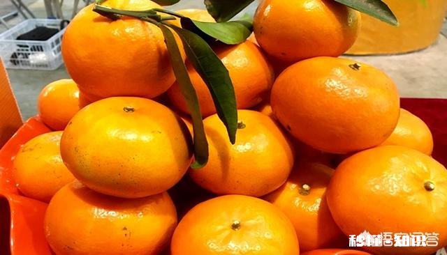 晚熟柑橘如何留树保鲜怎样在保存品质的情况下增加收益