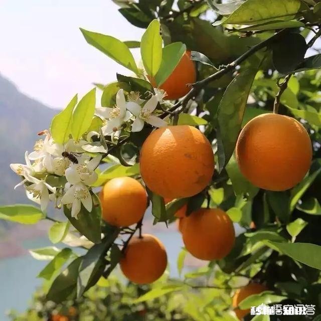 晚熟柑橘如何留树保鲜怎样在保存品质的情况下增加收益