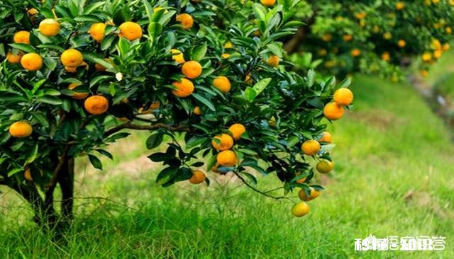 晚熟柑橘如何留树保鲜怎样在保存品质的情况下增加收益