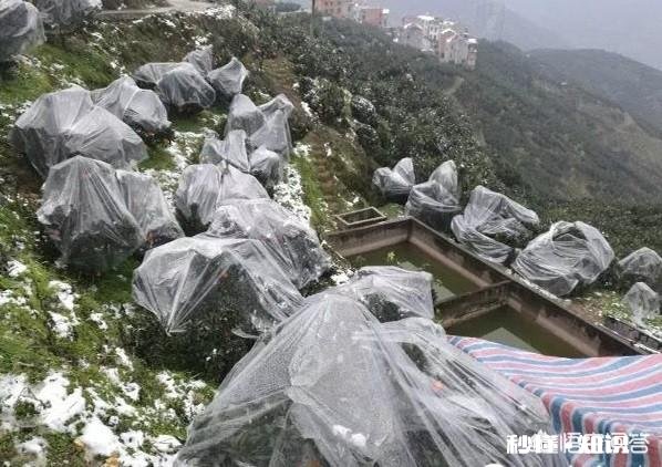 晚熟柑橘如何留树保鲜怎样在保存品质的情况下增加收益