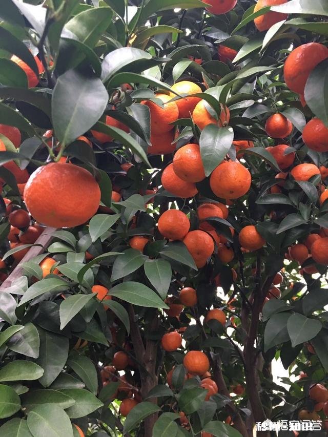 晚熟柑橘如何留树保鲜怎样在保存品质的情况下增加收益
