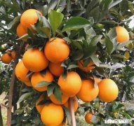 晚熟柑橘如何留树保鲜怎样在保存品质的情况下增加收益